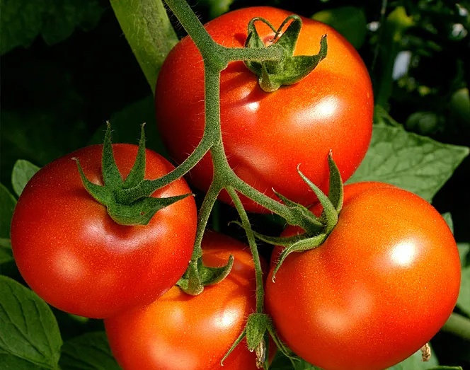 सेन्टा इनर्जी कं, लिमिटेड